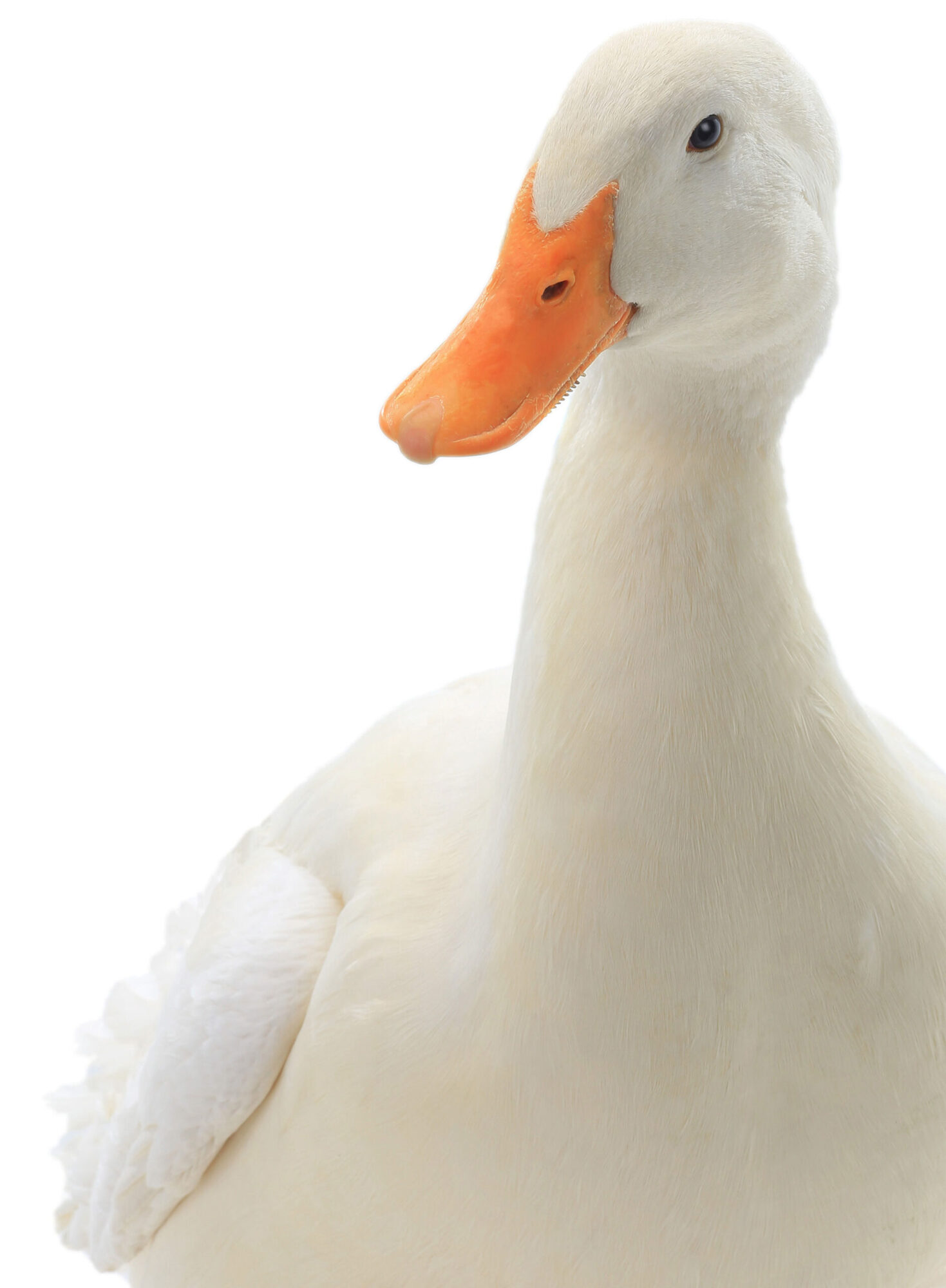 duck-background Duck Background Image