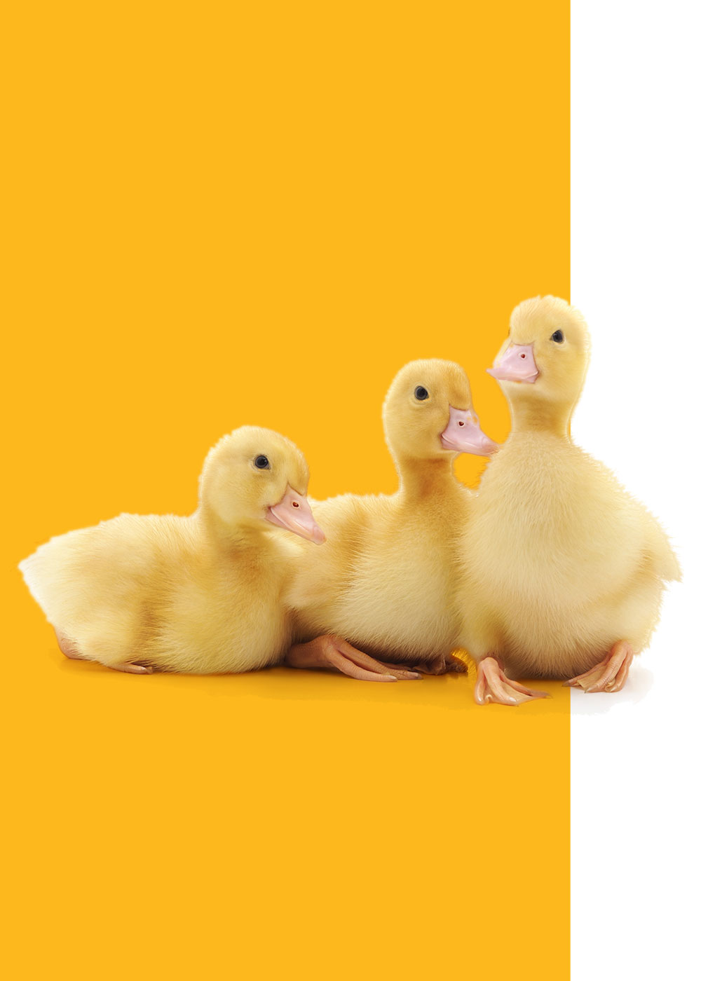 Duck the Routine with Culver Duck