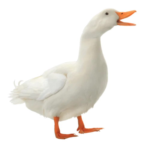 Duck
