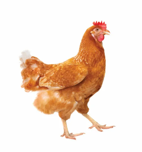 Chicken